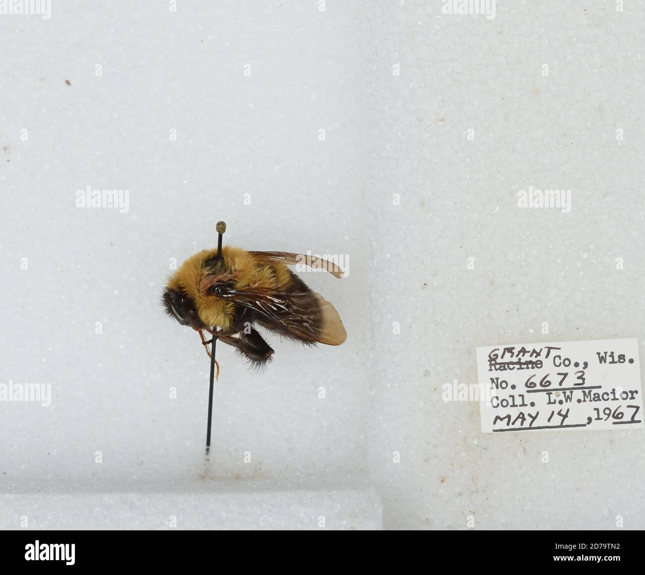 Grant, Wisconsin, United States, Bombus (Pyrobombus) bimaculatus ...