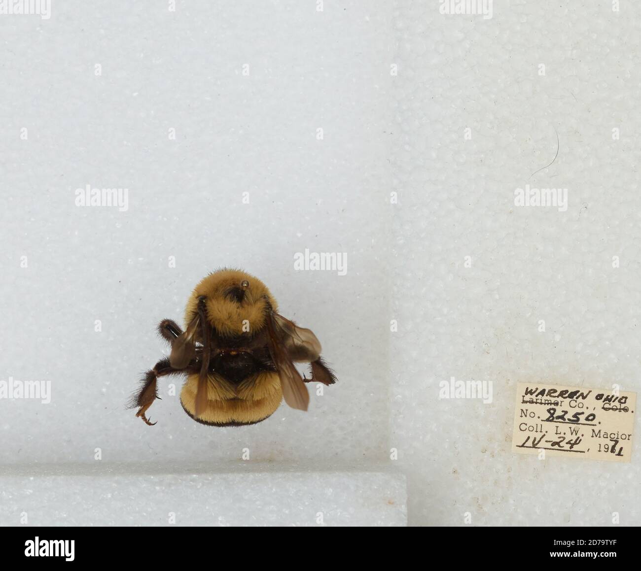 Warren, Ohio, United States, Bombus (Bombus) affinis Cresson, Animalia ...