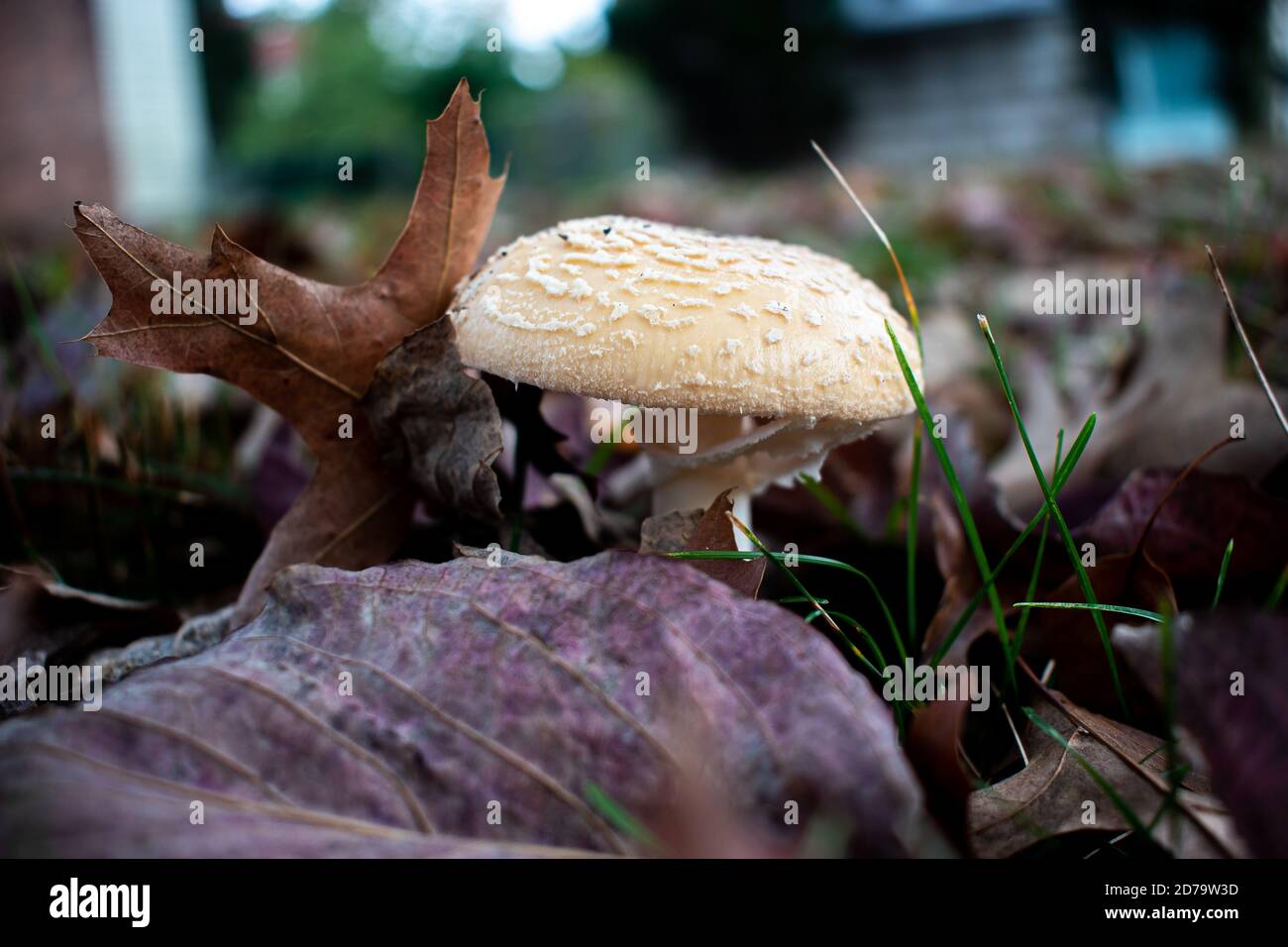 A Mushroom Growing Under Leaves in the Fall in New Jersey Stock Photo