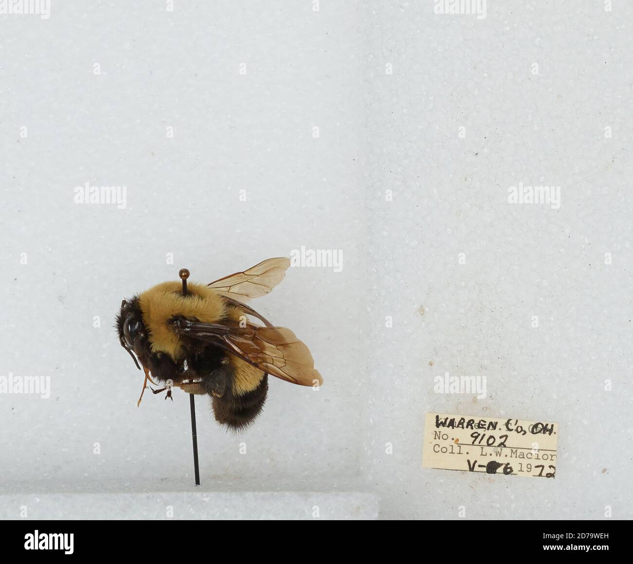 Warren, Ohio, United States, Bombus (Bombus) affinis Cresson, Animalia ...