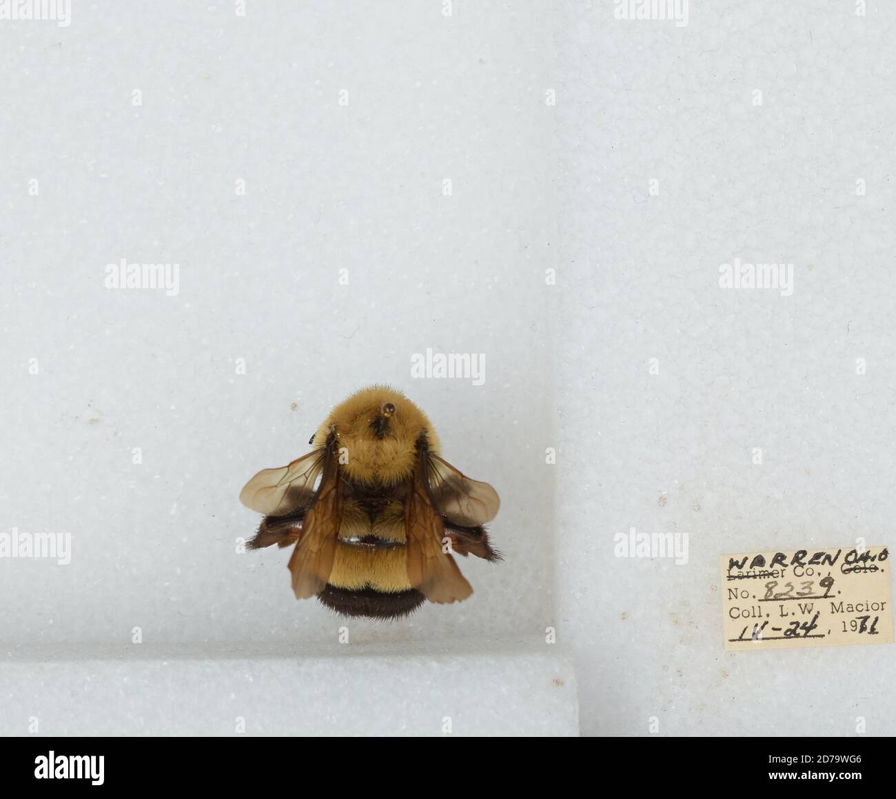 Warren, Ohio, United States, Bombus (Bombus) affinis Cresson, Animalia ...