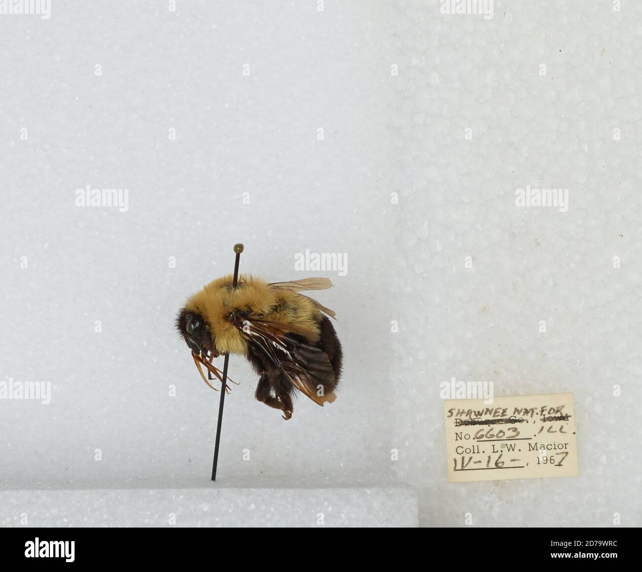 Shawnee Insect Shawnee National Forest, Johnson, Illinois, United States, Bombus ...