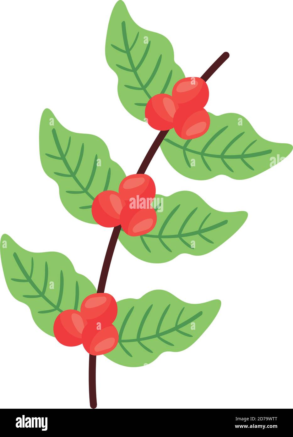 coffee plant grains and leafs nature flat icon vector illustration ...