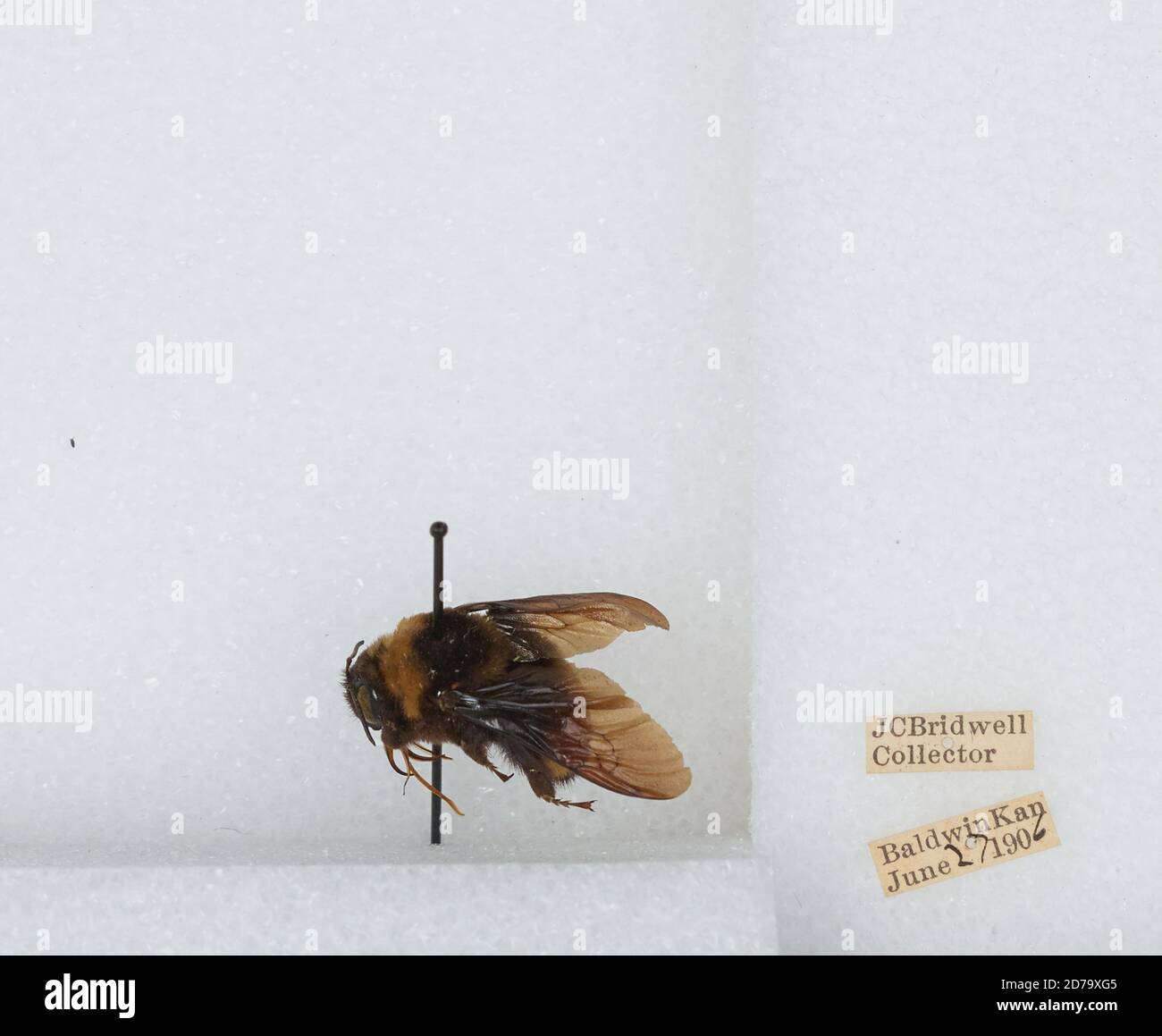 Baldwin, Douglas, Kansas, United States, Bombus (Bombias) auricomus ...