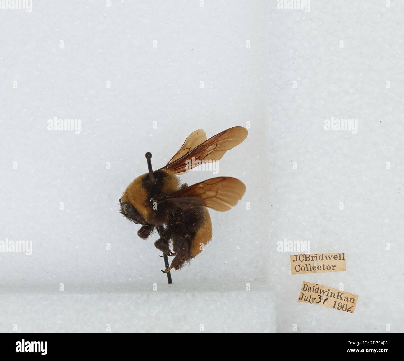 Baldwin, Douglas, Kansas, United States, Bombus (Bombias) auricomus ...