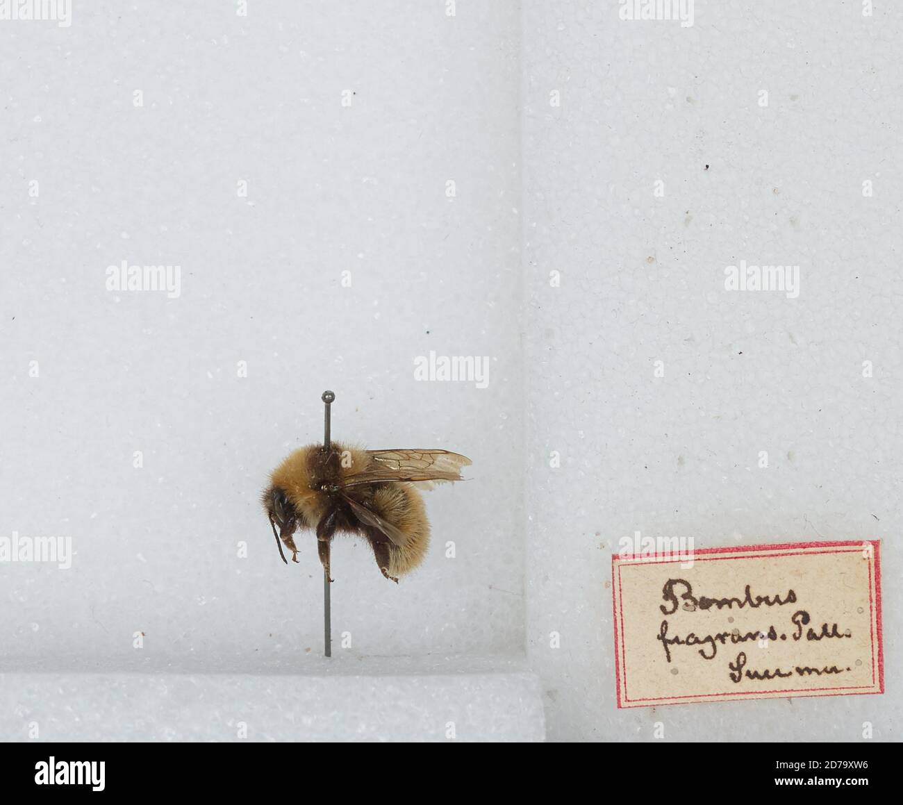 Bombus (Subterraneobombus) distinguendus Morawitz, Animalia, Arthropoda, Insecta, Hymenoptera, Apidae, Apinae Stock Photo