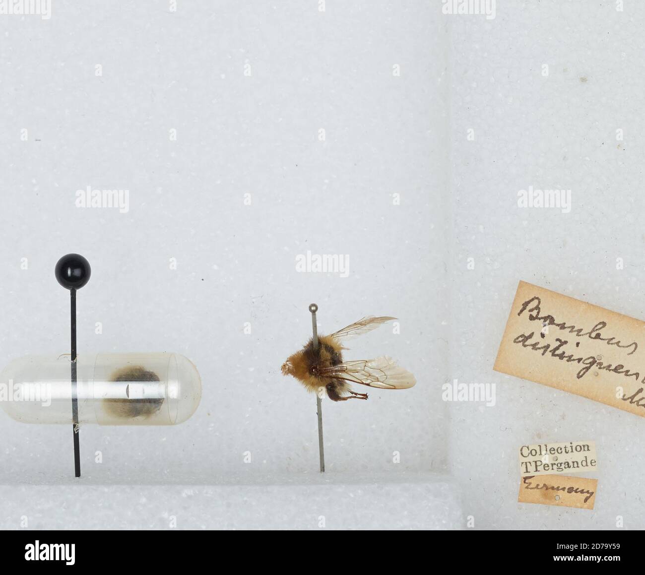 Germany, Bombus (Subterraneobombus) distinguendus Morawitz, Animalia, Arthropoda, Insecta, Hymenoptera, Apidae, Apinae Stock Photo