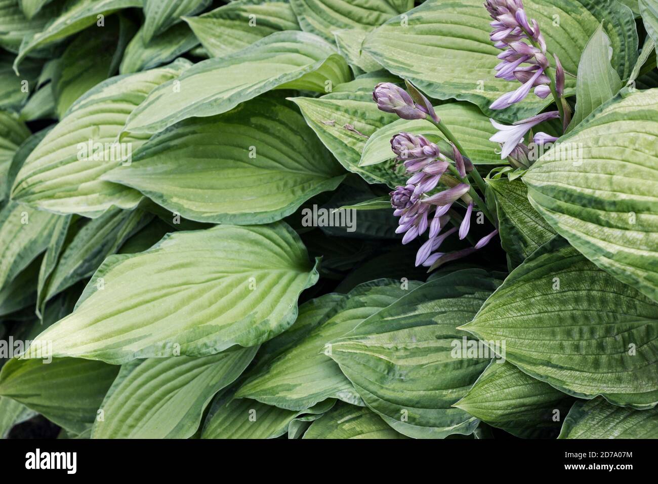 Hosta plantaginea (Plantain Lily) flower bushes in garden Stock Photo