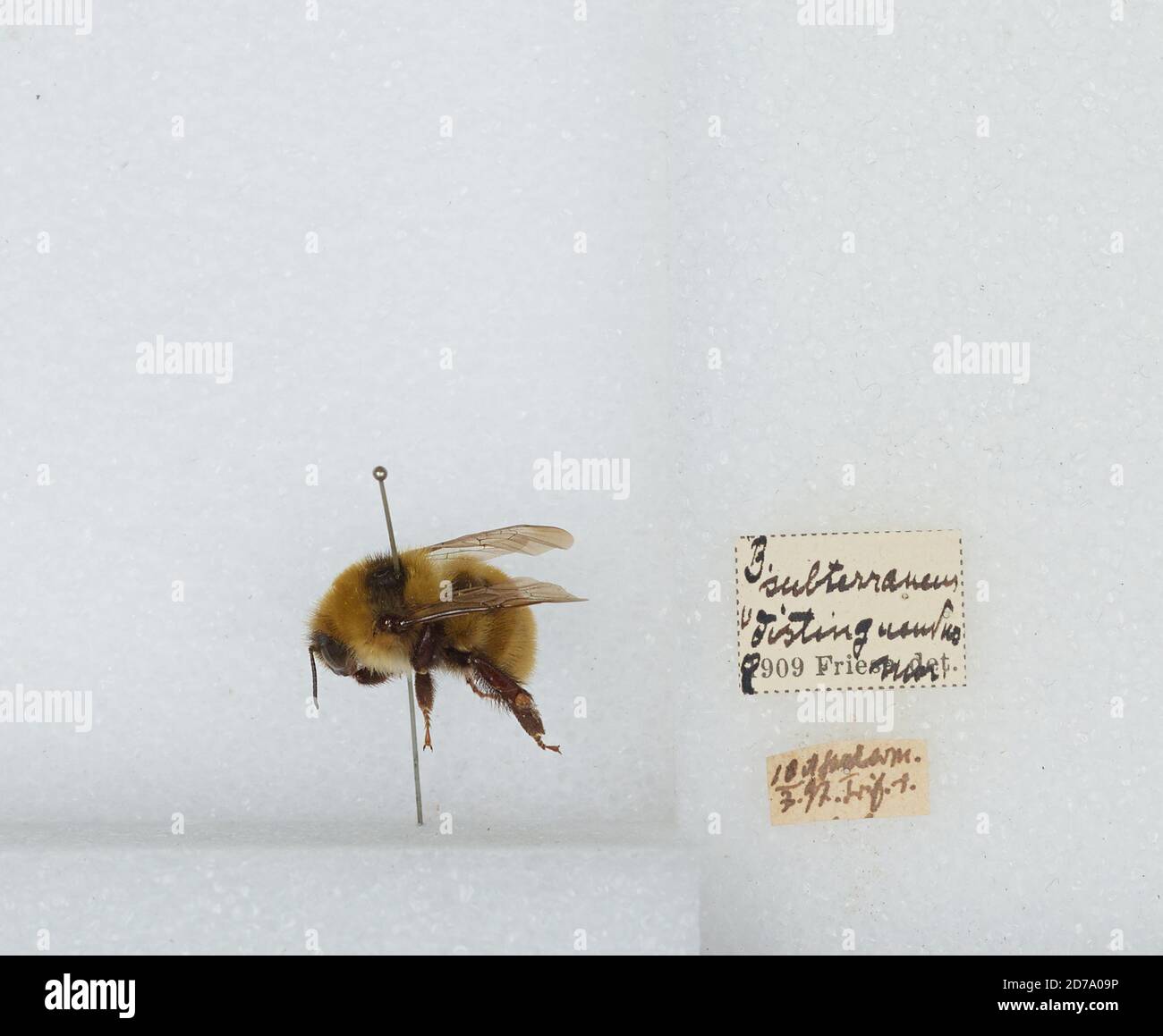 Bombus (Subterraneobombus) distinguendus Morawitz, Animalia, Arthropoda, Insecta, Hymenoptera, Apidae, Apinae Stock Photo