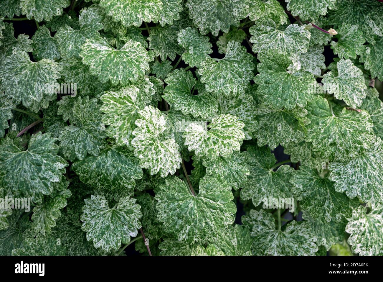 close up of green leaf of Saxifraga stolonifera plant Stock Photo