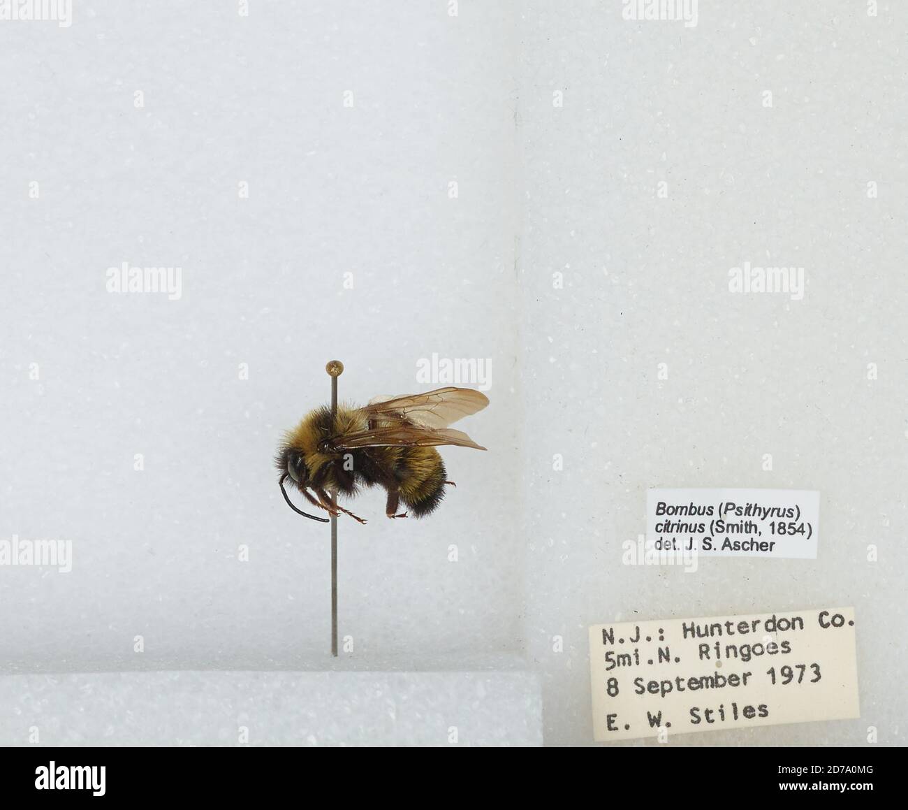5 miles north of Ringoes, Hunterdon, New Jersey, United States, Bombus ...