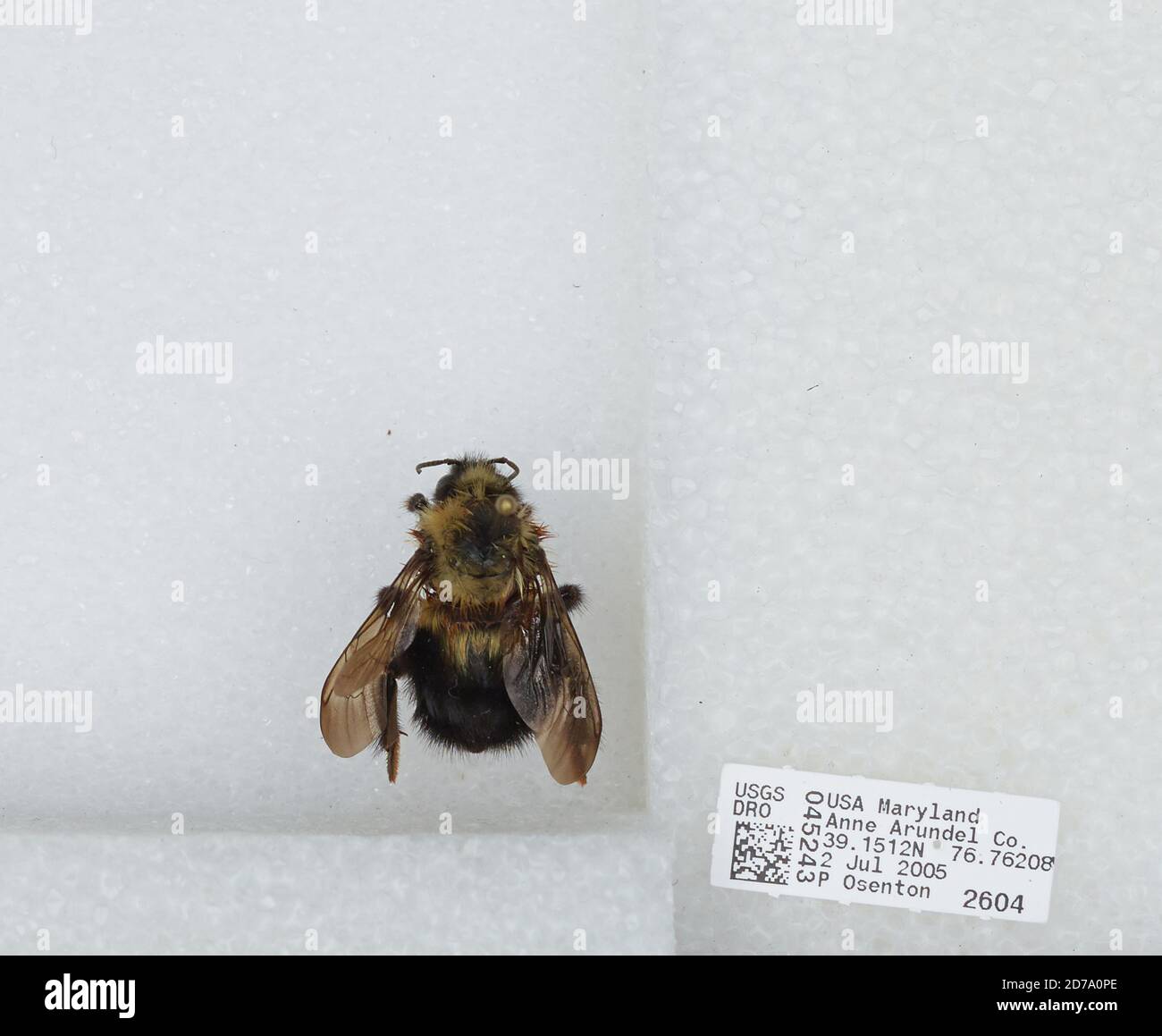 Errandel Insect Anne Arundel, Maryland, United States, Bombus (Pyrobombus) bimaculatus ...