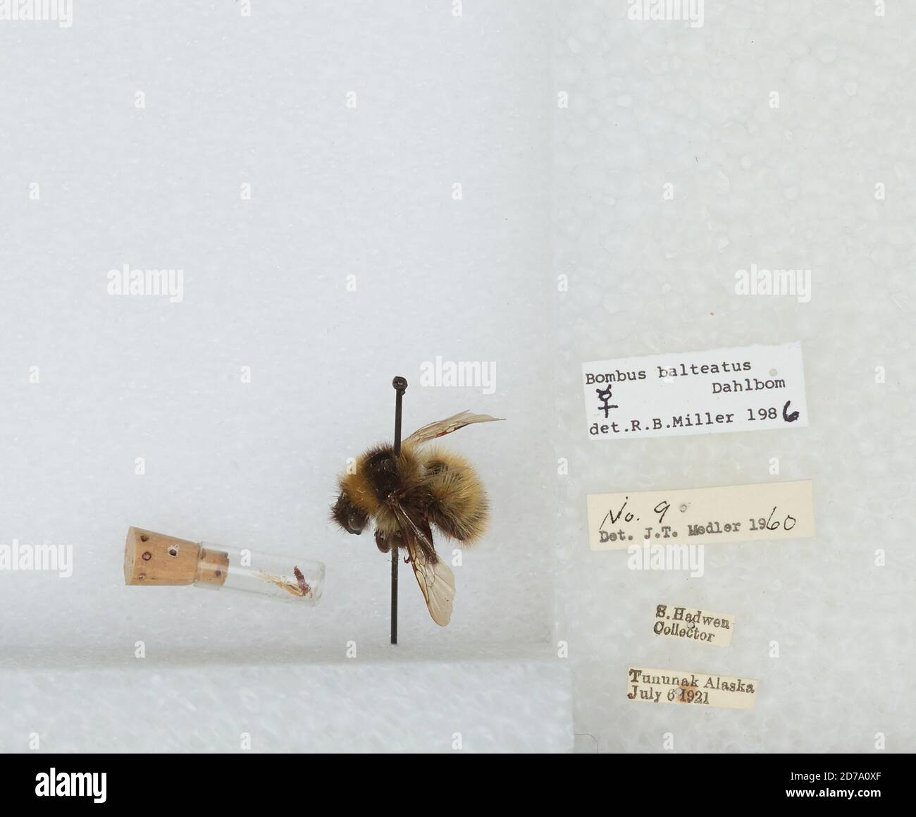 Tununak, Bethel, Alaska, United States, Bombus (Alpinobombus) balteatus