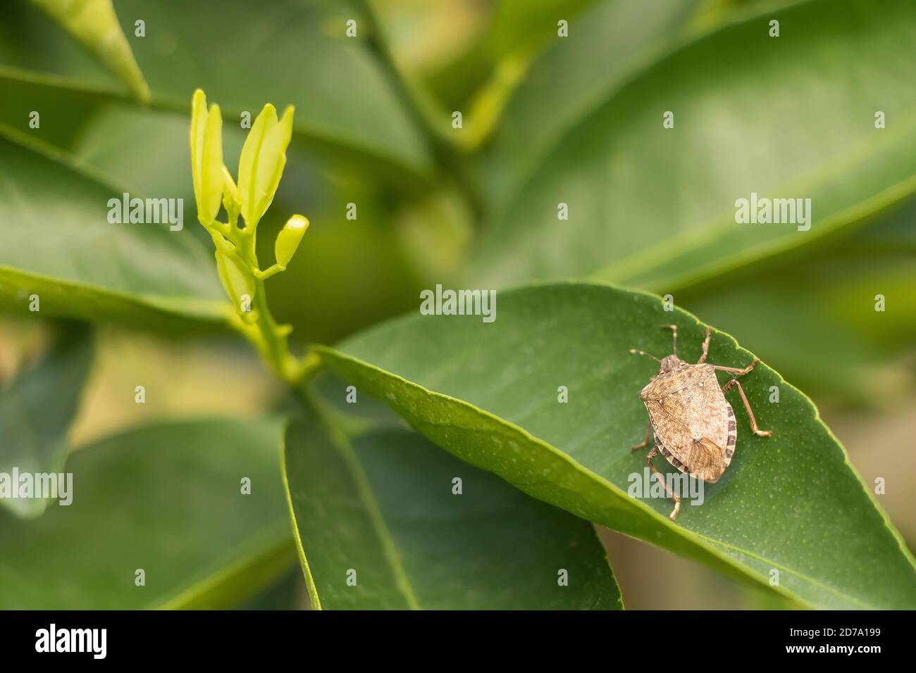 Brown shield bug hi-res stock photography and images - Alamy