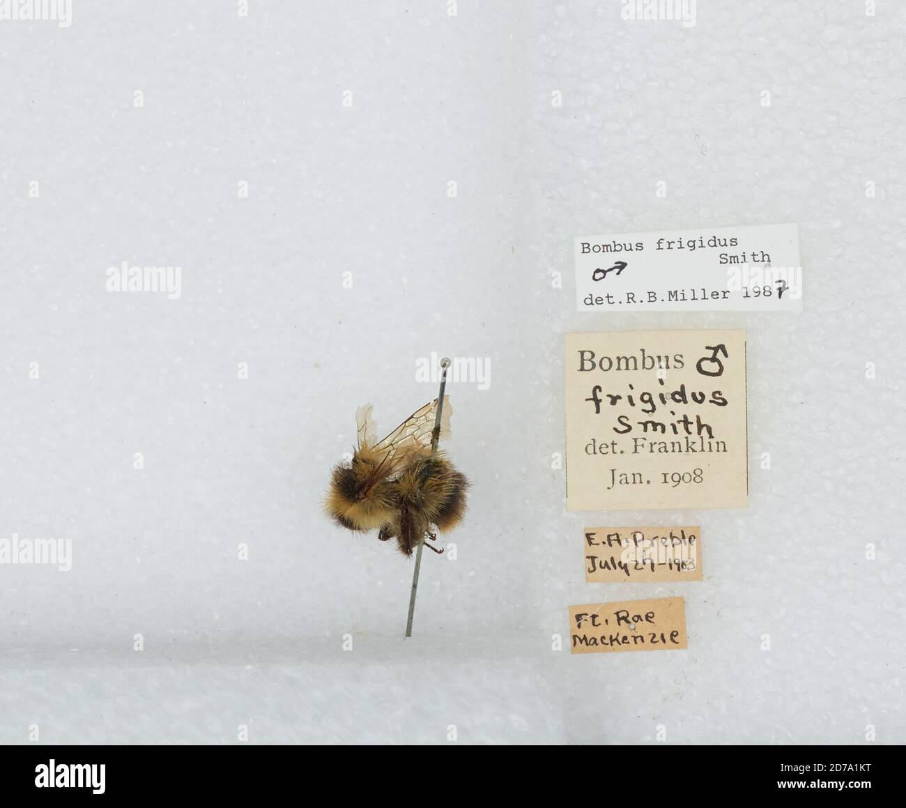 Fort Rae, Mackenzie, Northwest Territories, Canada, Bombus (Pyrobombus ...