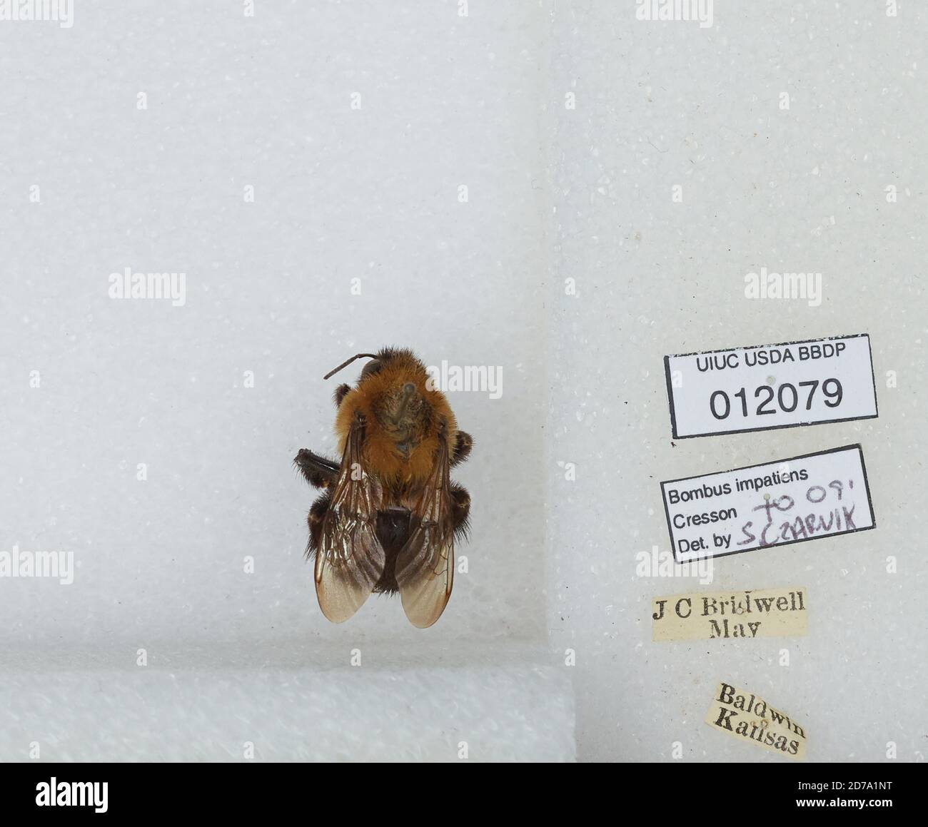 Baldwin, Douglas, Kansas, United States, Bombus (Pyrobombus) impatiens ...