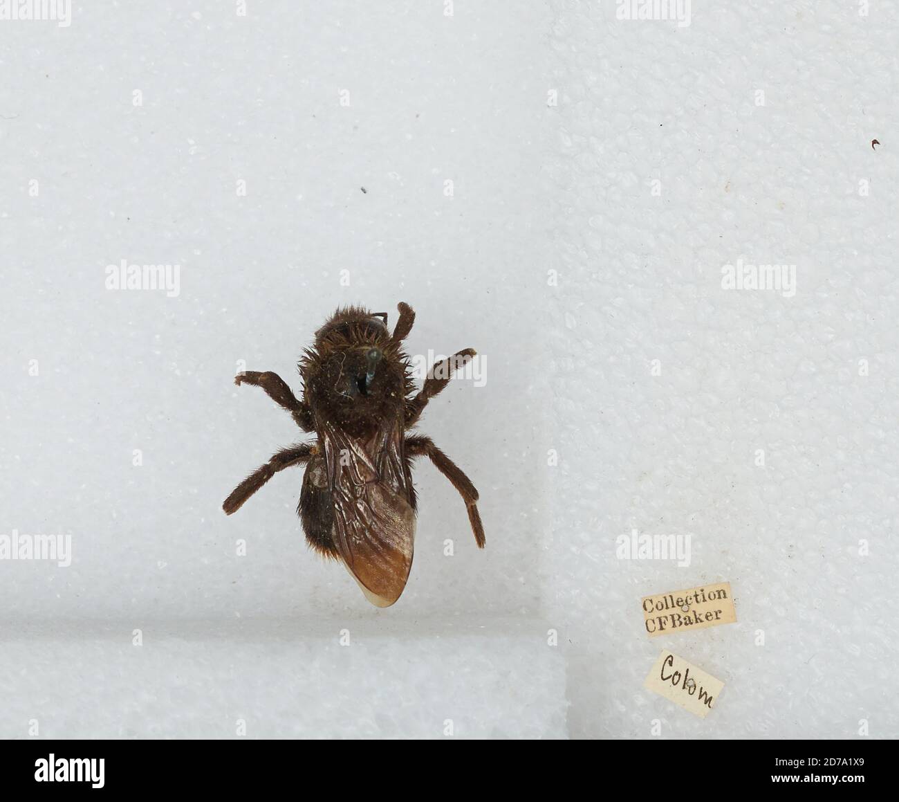 Colombia, Bombus sp., Animalia, Arthropoda, Insecta, Hymenoptera ...
