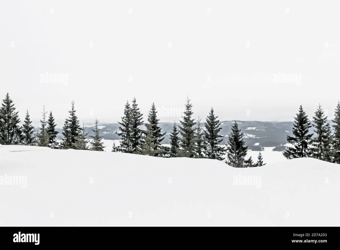 Snowstorm pine trees on hill hi-res stock photography and images - Alamy