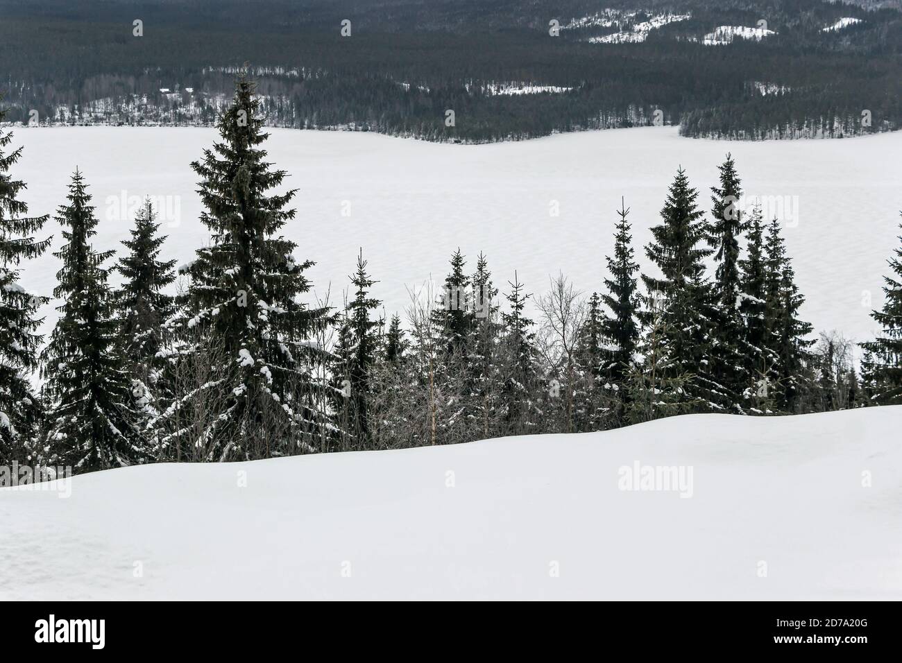 winter landscape of snow on pine tree forest on mountain Stock Photo ...