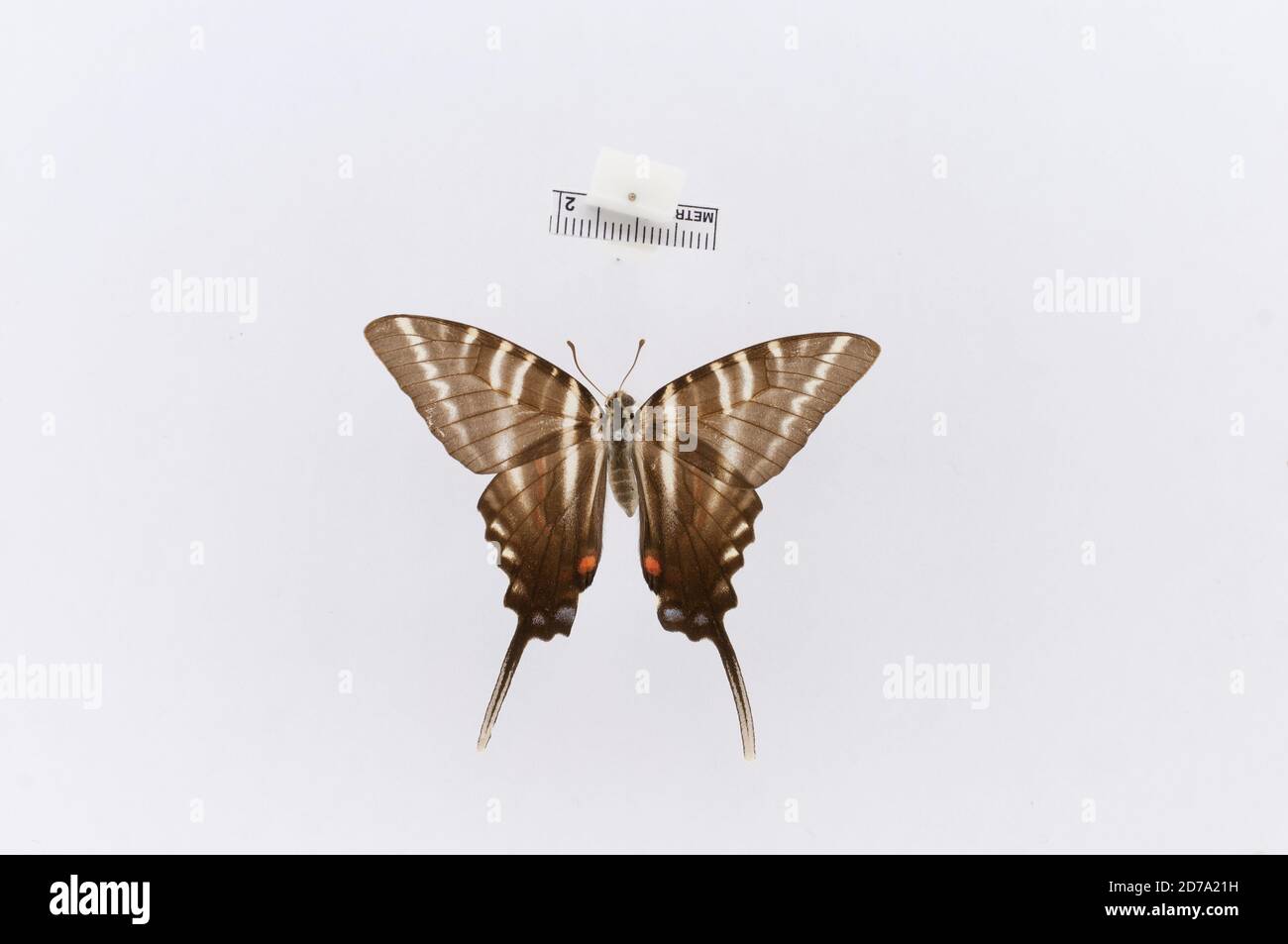 Willard, Greene, Missouri, United States, Papilio marcellus, Animalia ...