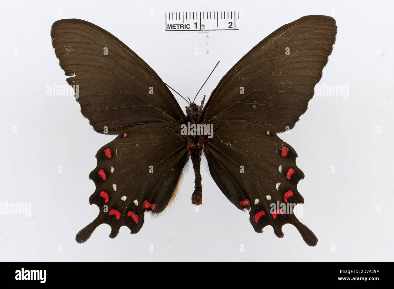 Pinned, Parides alopius, Animalia, Arthropoda, Insecta, Lepidoptera