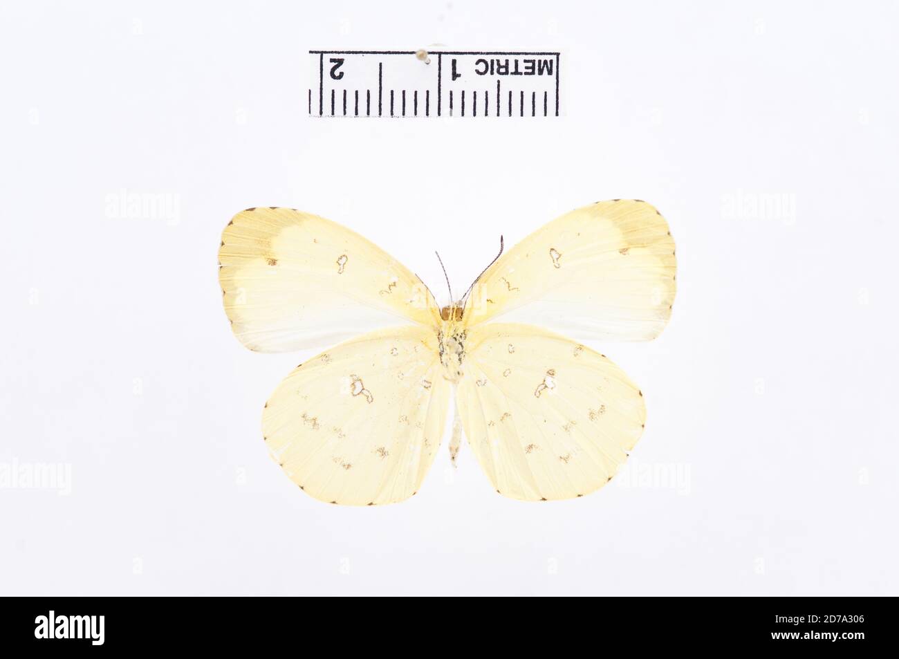 Pinned, Eurema floricola, Animalia, Arthropoda, Hexapoda, Insecta, Lepidoptera, Pieridae, Coliadinae Stock Photo