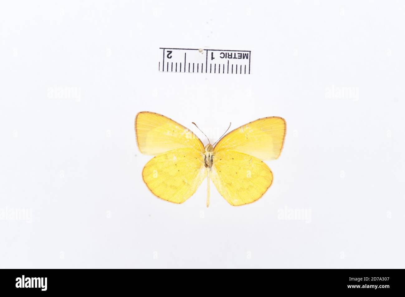 Eurema smilax, Animalia, Arthropoda, Hexapoda, Insecta, Lepidoptera, Pieridae, Coliadinae Stock Photo