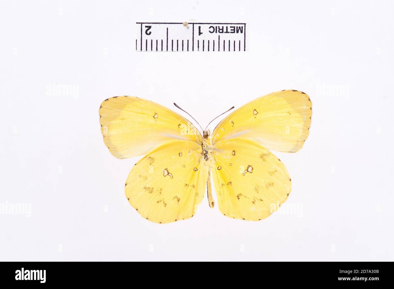 Eurema floricola, Animalia, Arthropoda, Hexapoda, Insecta, Lepidoptera, Pieridae, Coliadinae Stock Photo