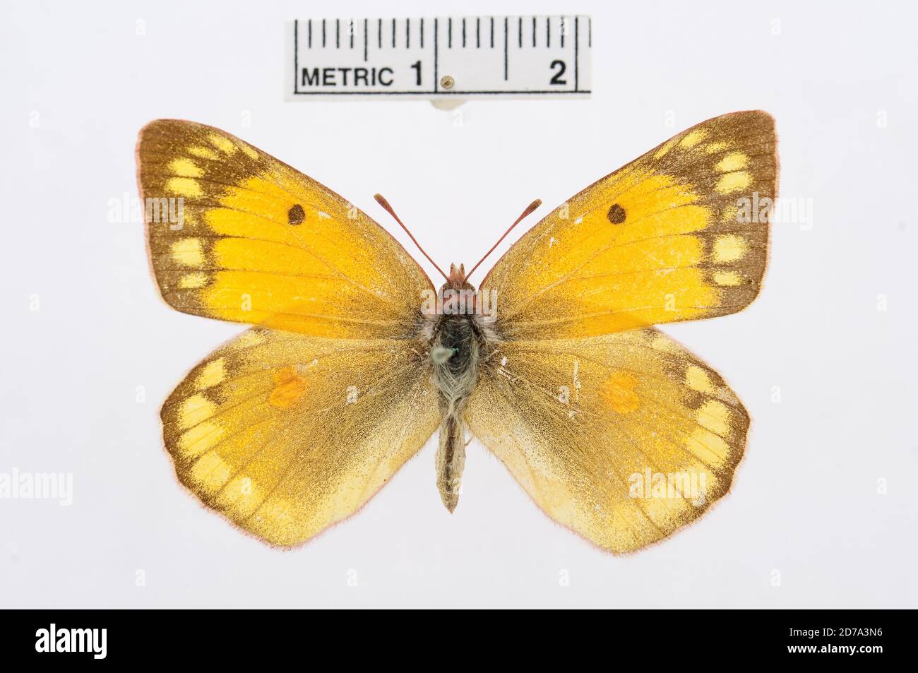 Colias chrysotheme, Animalia, Arthropoda, Hexapoda, Insecta, Lepidoptera, Pieridae, Coliadinae Stock Photo