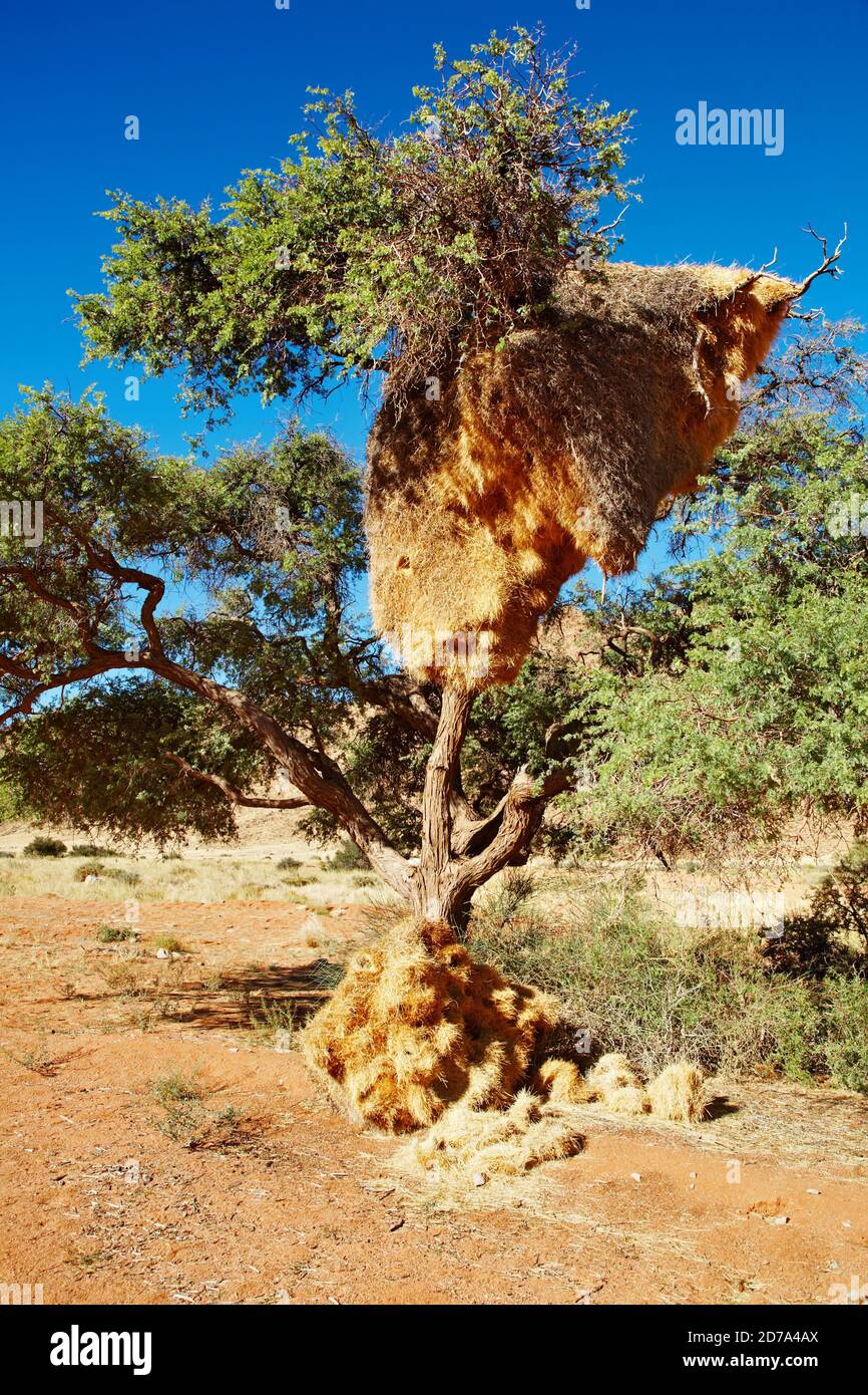 Tree with big nest of weaver birds colony, Kalahari Desert, Namibia Stock Photo
