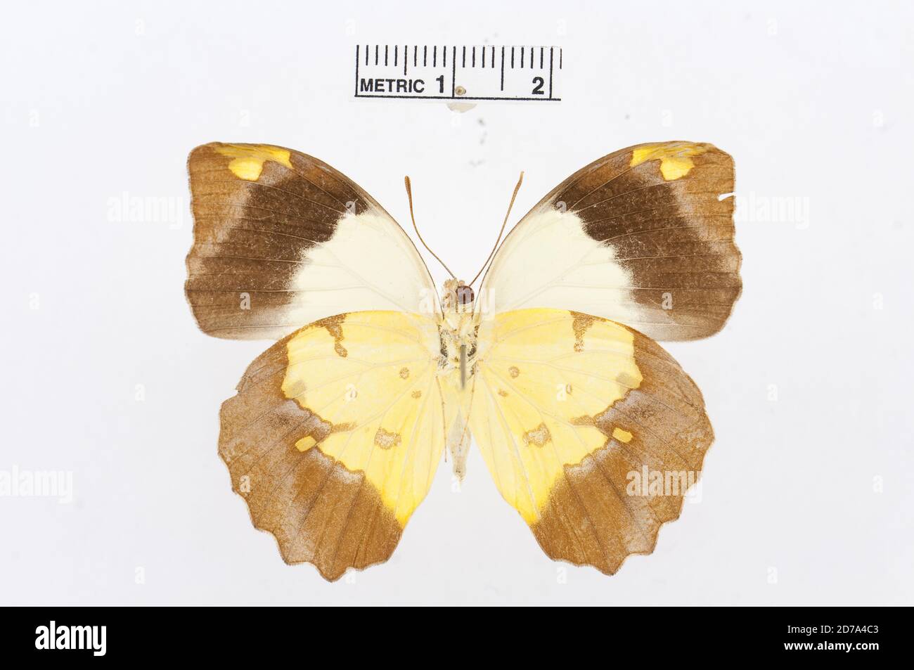 Pinned, Eronia cleodora, Animalia, Arthropoda, Hexapoda, Insecta