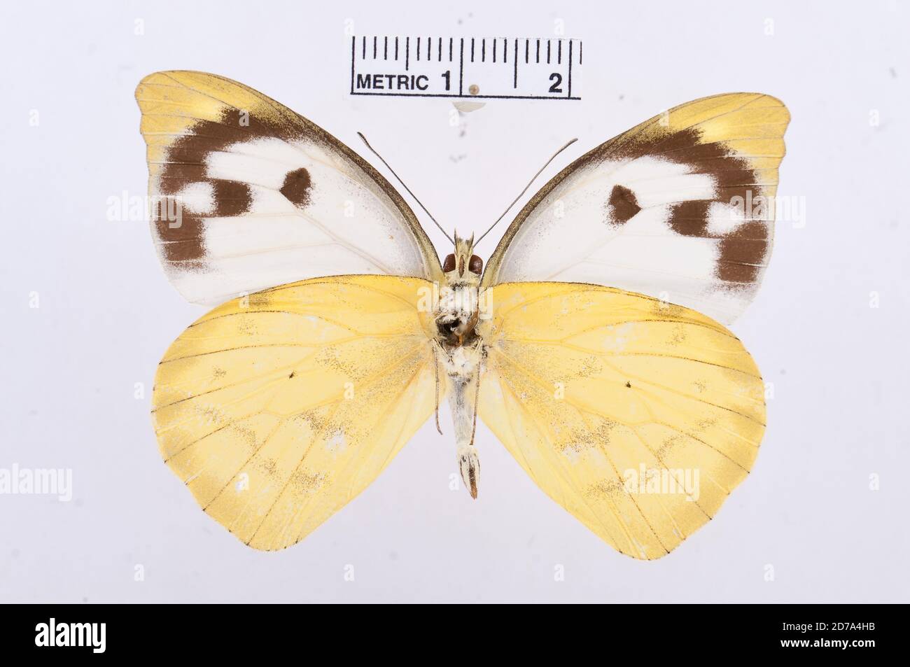 Pinned, Appias lalage, Animalia, Arthropoda, Hexapoda, Insecta, Lepidoptera, Pieridae, Pierinae Stock Photo