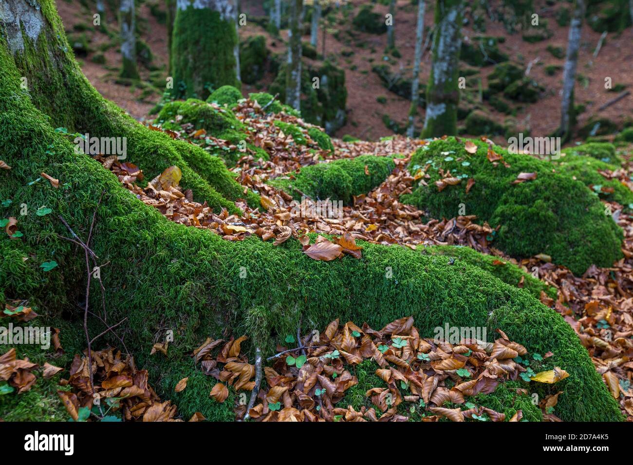 Roots covered with green moss. Dry leaves of beech in autumn season. The Cansiglio forest. Prealpi Venete. Italy. Europe. Stock Photo