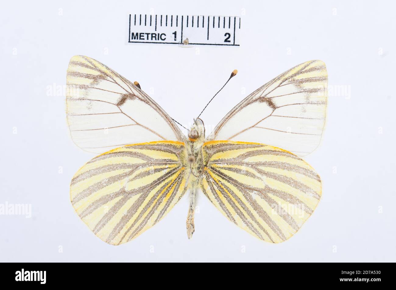 Tatochila inversa, Animalia, Arthropoda, Hexapoda, Insecta, Lepidoptera, Pieridae, Pierinae Stock Photo