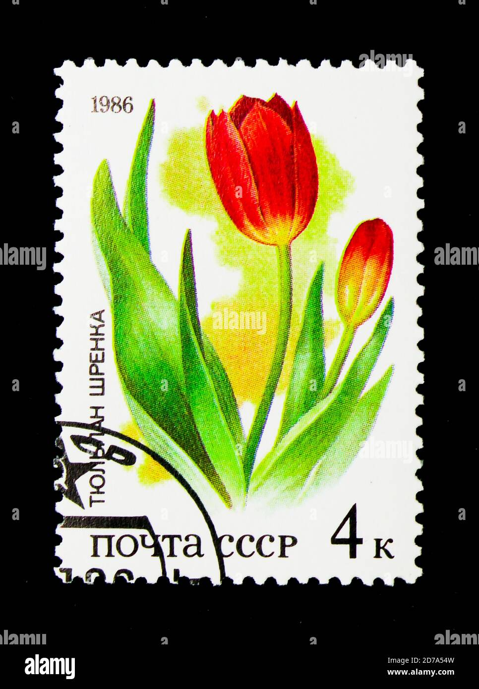 MOSCOW, RUSSIA - NOVEMBER 26, 2017: A stamp printed in USSR (Russia) shows Tulips, (Tulipa suaveolens, Tulipa schrenkii), Plants of Russian Steppes se Stock Photo