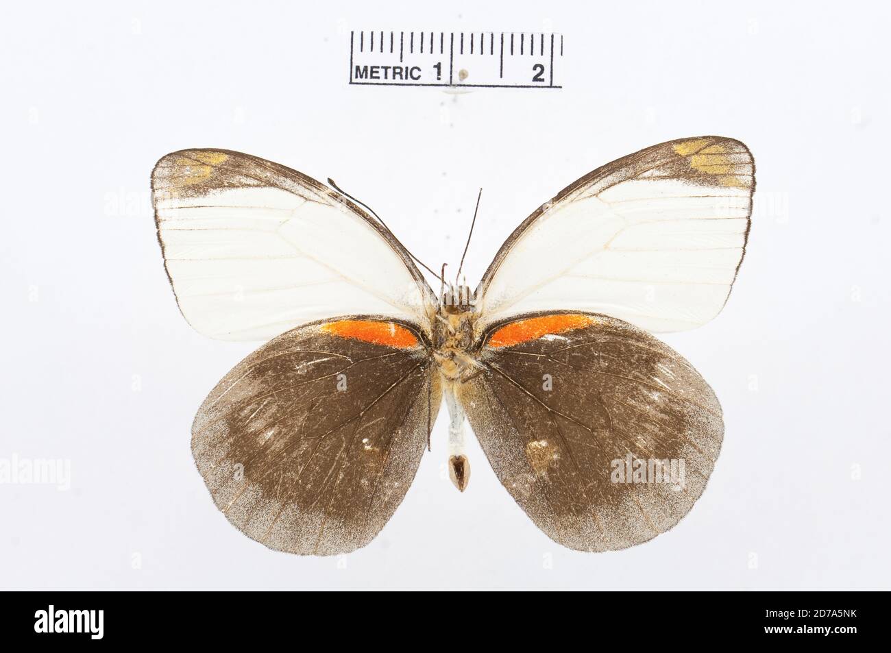 Pinned, Delias dohertyi, Animalia, Arthropoda, Hexapoda, Insecta, Lepidoptera, Pieridae, Pierinae Stock Photo