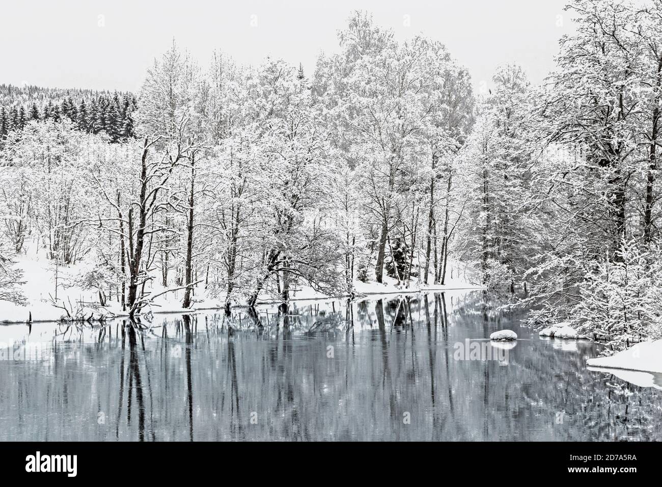 winter landscape with snowy trees reflection in peaceful lake Stock ...