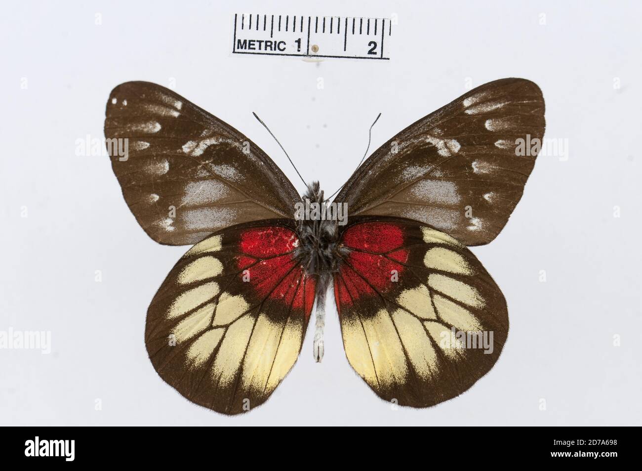 Delias ninus, Animalia, Arthropoda, Hexapoda, Insecta, Lepidoptera, Pieridae, Pierinae Stock Photo