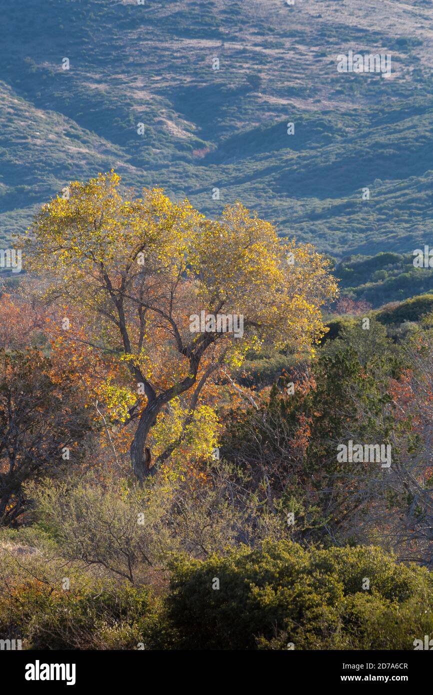 Tree Rising Up Monument rising above the trees hi-res stock photography and images - Alamy