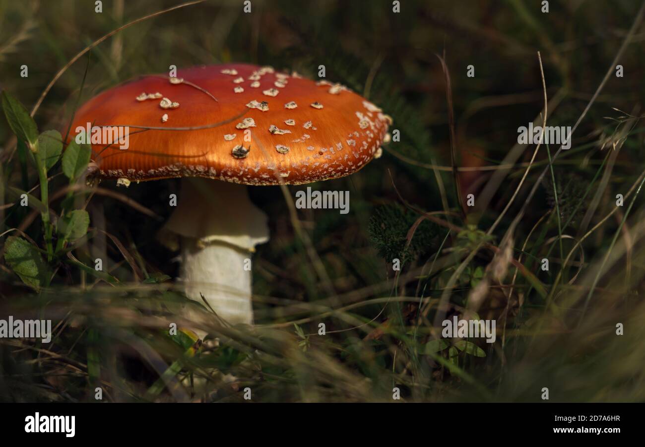 Toxic mushroom or toadstool between grass Stock Photo