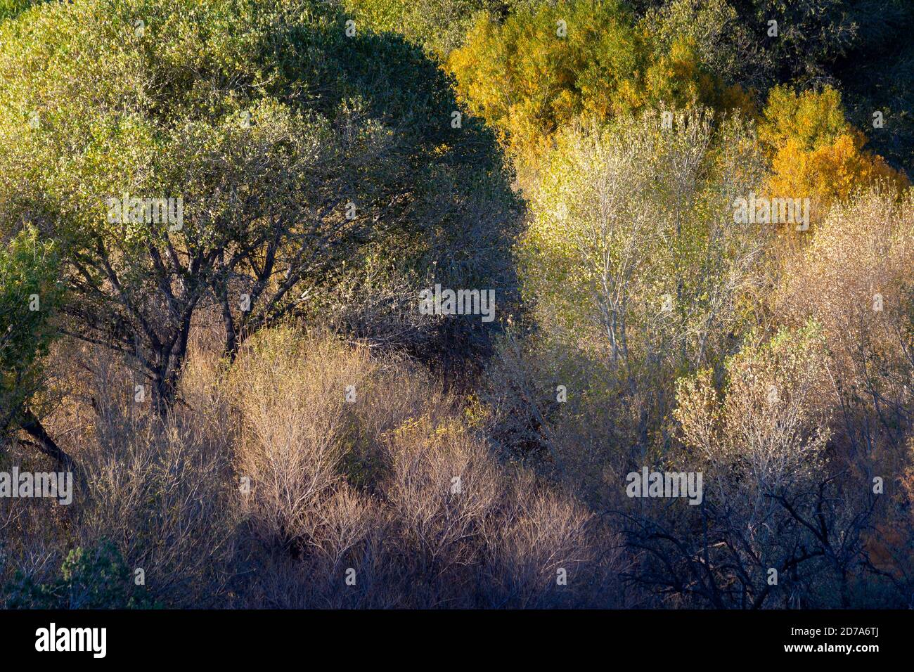 Fall leaves on cottonwood and sycamore trees creating abstract patterns in the treetops. Agua Fria National Monument, Arizona Stock Photo