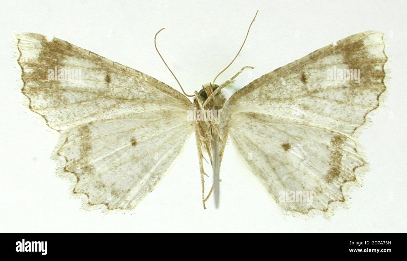 Pinned, Environs de Loja, Ecuador, Tephrosia vaga Dognin, 1895, Animalia, Arthropoda, Insecta, Lepidoptera, Geometridae, Ennominae Stock Photo