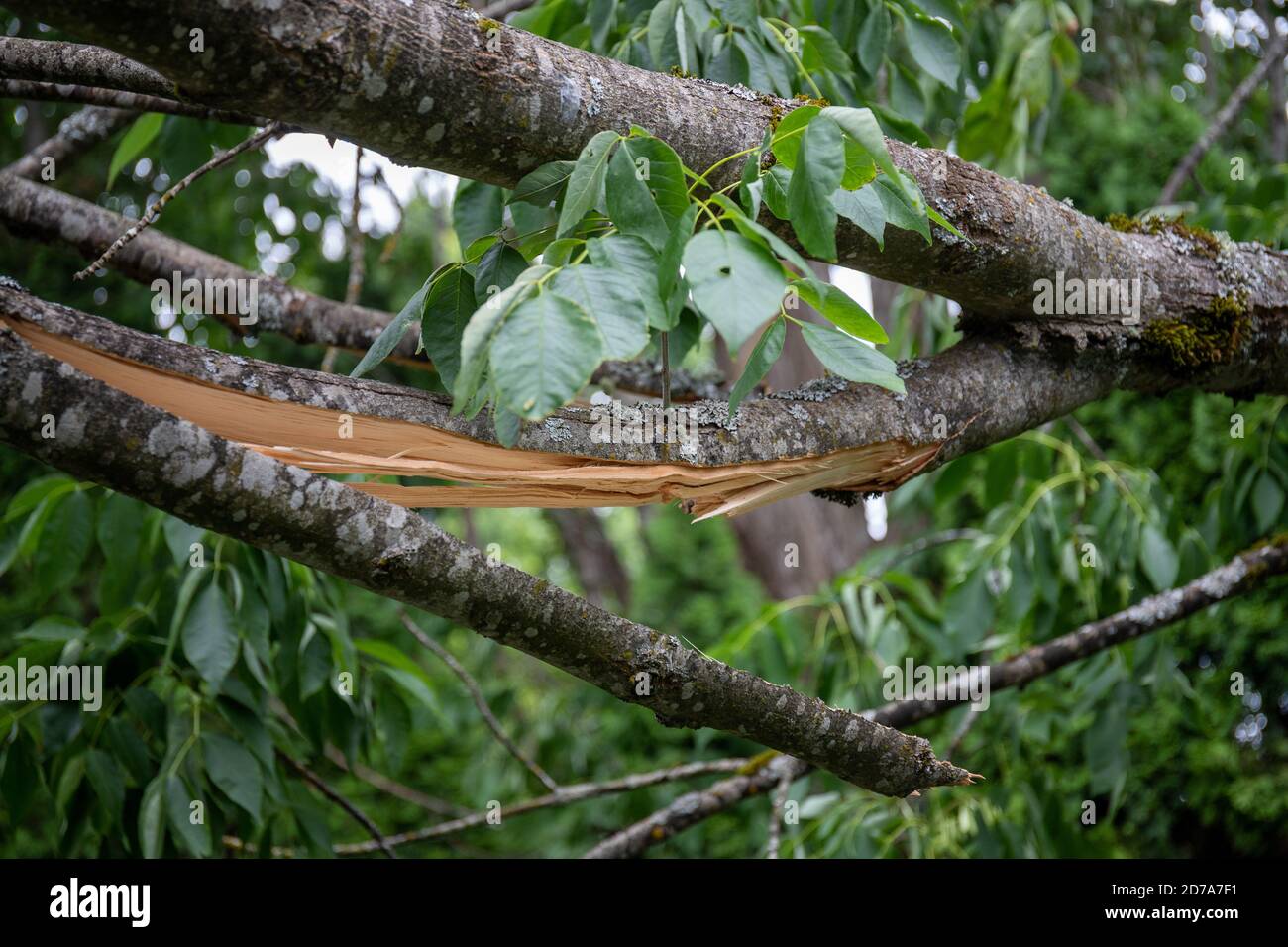 Close-up of Broken Branch from a Fallen Tree in a House Backyard Stock Photo