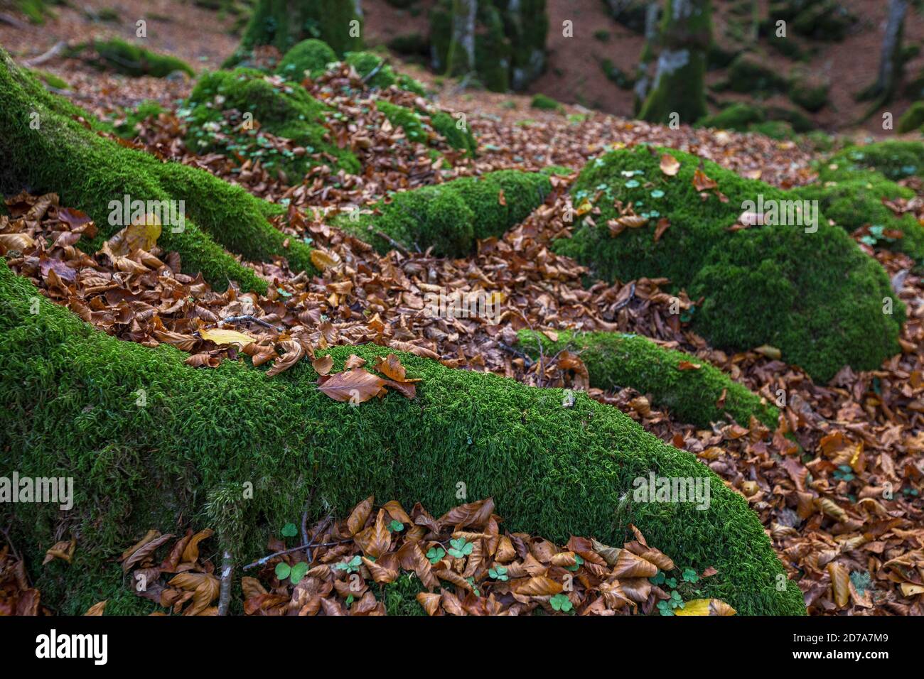 Roots covered with green moss. Dry leaves of beech in autumn season. The Cansiglio forest. Prealpi Venete. Italy. Europe. Stock Photo