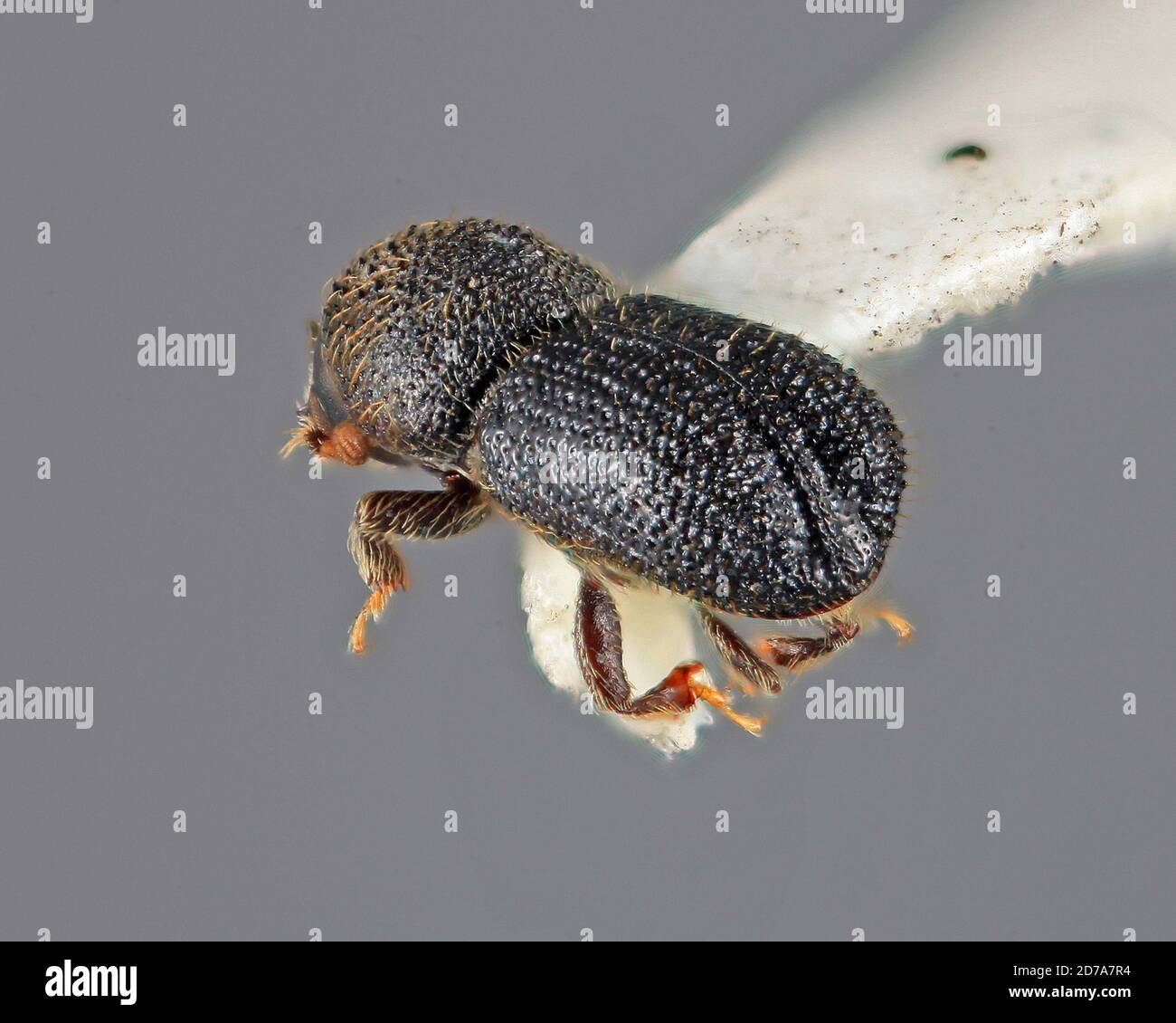 Pinned, 13 km (20) S. of Huajuapan, Oaxaca, Mexico, Cactopinus niger ...