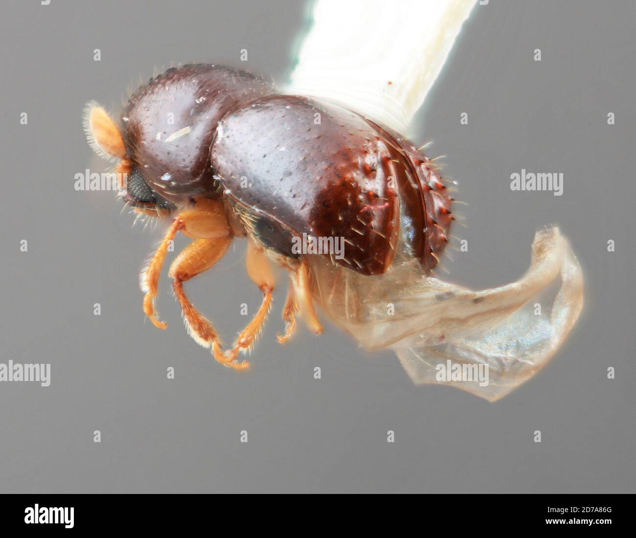 Planta de mexico hi-res stock photography and images - Alamy