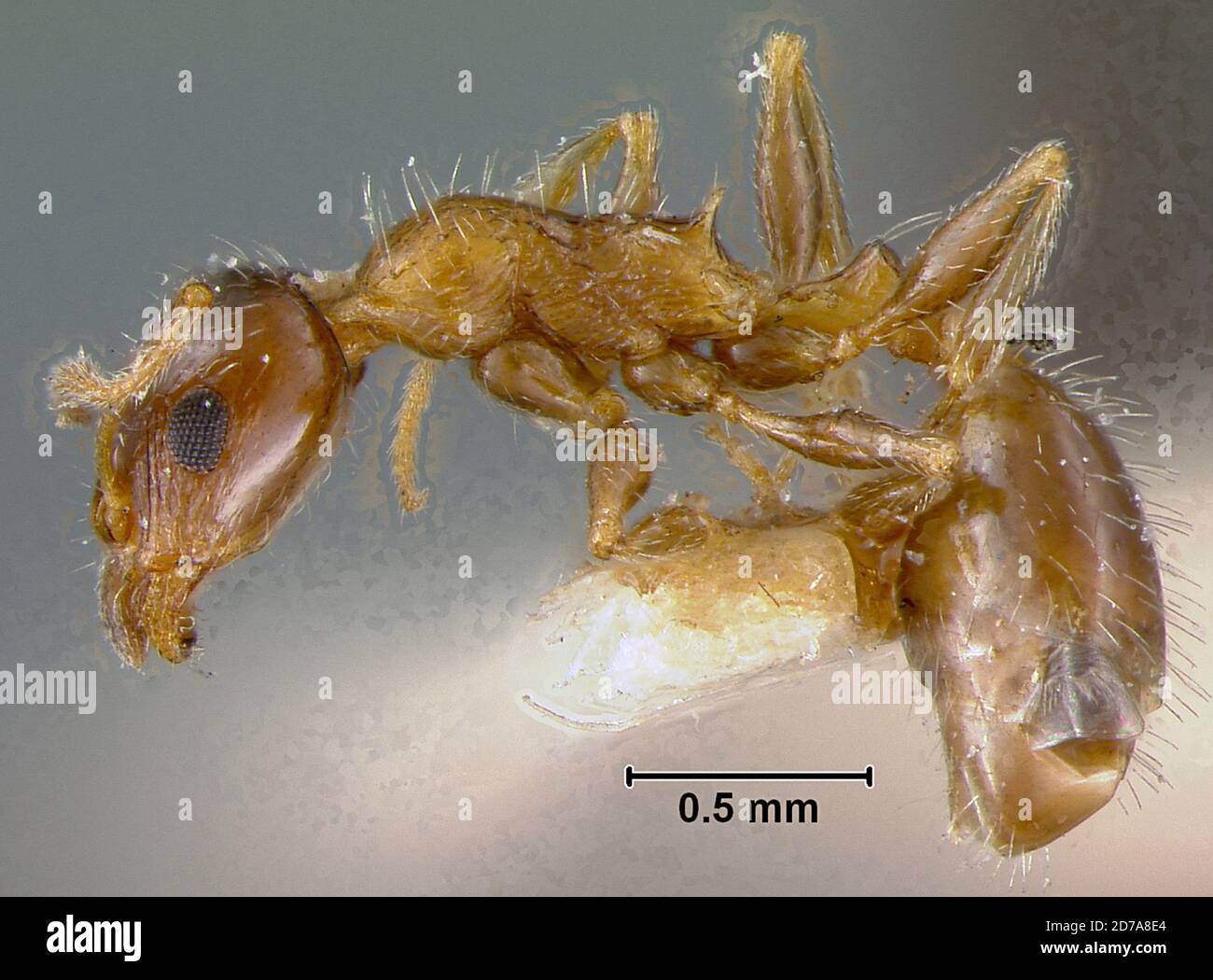 Djebel Ozmor, P. Tebessa, Algeria, Leptothorax (Temnothorax) delaparti Forel, 1890, Animalia, Arthropoda, Insecta, Hymenoptera, Formicidae, Myrmicinae Stock Photo