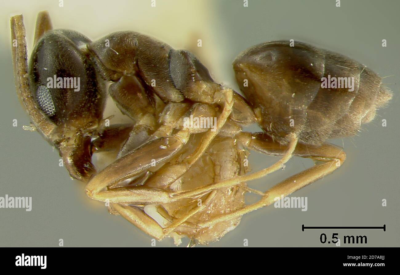 Beijing Insect N. w. of peking, Beijing, China, Tapinoma geei Wheeler, 1927, Animalia ...