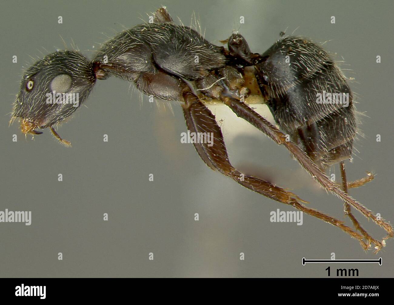 Tepic, Nayarit, Mexico, Camponotus frontalis Pergande, 1896, Animalia, Arthropoda, Insecta, Hymenoptera, Formicidae, Formicinae Stock Photo