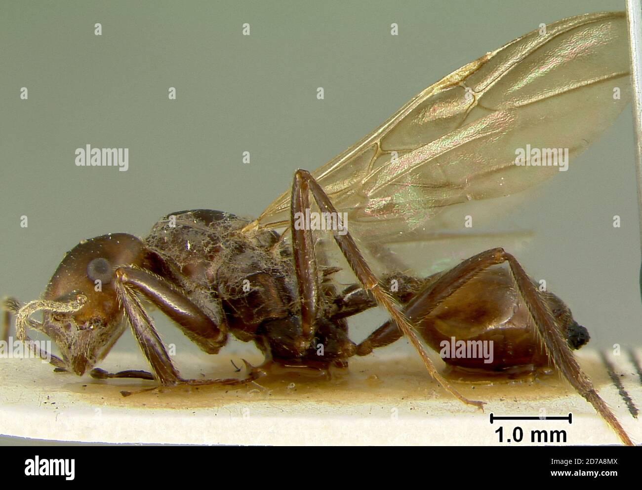 Cameroon, Crematogaster (Oxygyne) stadelmanni var. gracilenta Viehmeyer, 1922, Animalia, Arthropoda, Insecta, Hymenoptera, Formicidae, Myrmicinae Stock Photo